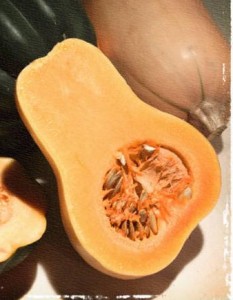 butternut squash_fotolia