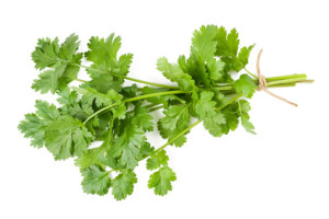 Coriander