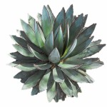 blue agave (640x547)