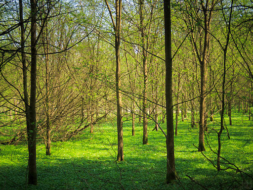 Green_Forest_Carpet_Wikimedia Att