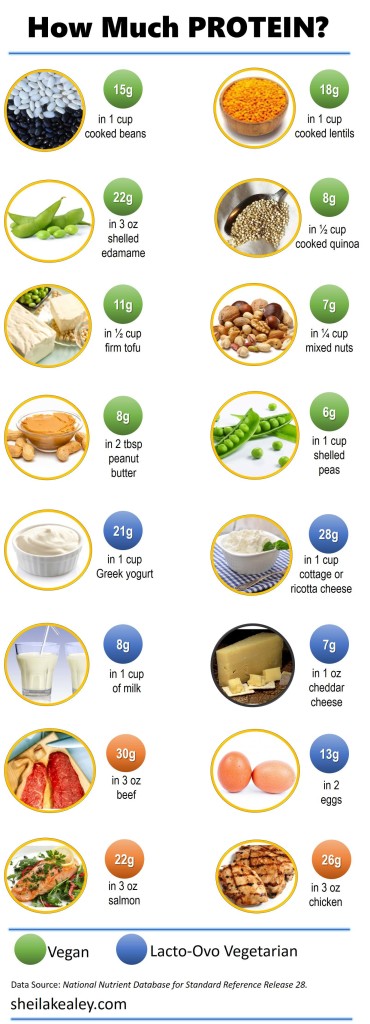 How Much Protein in Foods Infographic