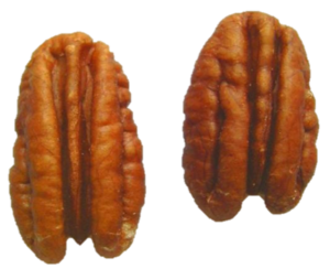 Pecans Isolated